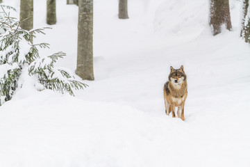 portrait grey wolf in the snow