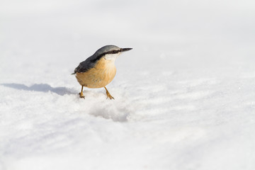 nuthatch bird  (sitta europaea)