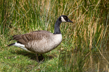 Canada Goose stood on grass bank at edge of river pond.