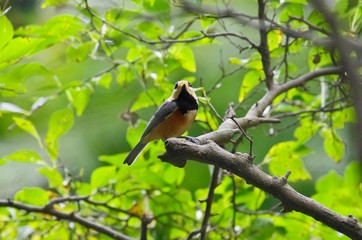 Fototapeta premium Varied tit