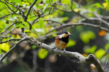 Varied tit