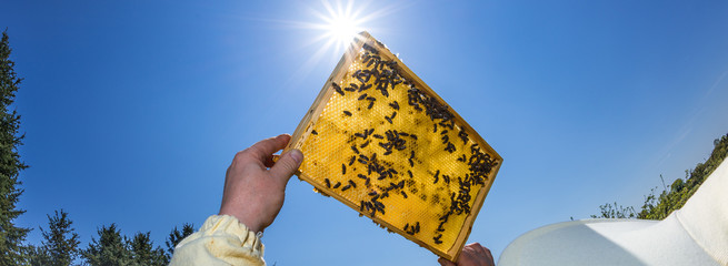 Imker kontrolliert die Honigwaben seines Bienenstocks der Honigbiene (Apis mellifera)