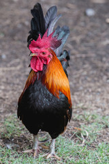 close up portrait of bantam chicken, poultry