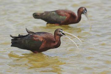 The glossy ibis
