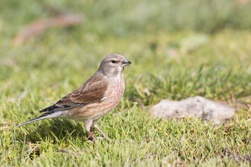 The common linnet