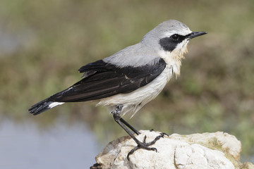 The northern wheatear