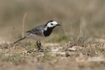 The white wagtail