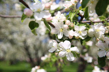 Spring blossom on apple tree