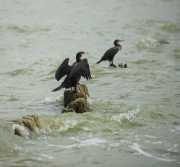 Cormorants on the sea