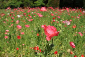 シャーレーポピー