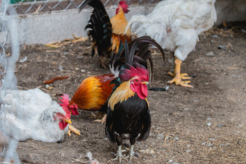 close up portrait of bantam chickens, poultry