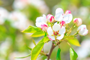 Fototapeta na wymiar Blooming pear tree with flowers on branches closeup, blurry background