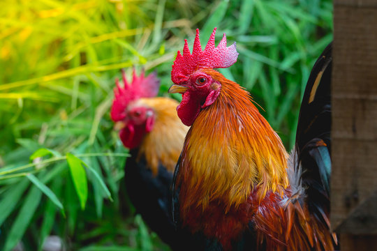 close up portrait of bantam chickens, poultry