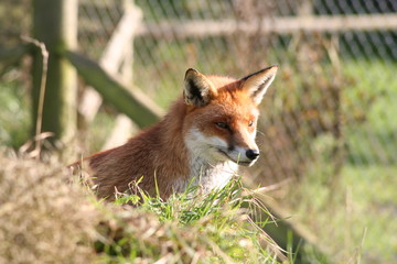 Fox 001