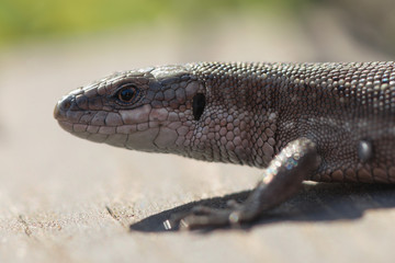 Viviparous lizard or common lizard, Zootoca vivipara sunbathing