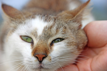 撫でられるノラネコ