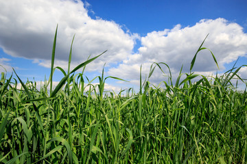 Obraz premium grass on spring field