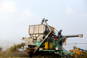 Unidentified man with Harvester machine to harvest rice field wo