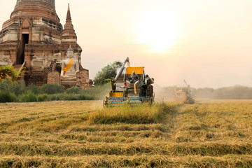 Unidentified man with Harvester machine to harvest rice field an