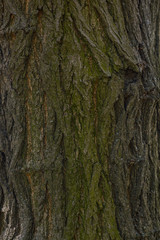 Tree trunk