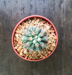 Obraz na płótnie Canvas Cactus in Pots / Pot Cactus / Cactus