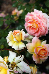 Fototapeta na wymiar Flowers multicolor roses