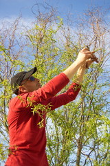 Man pruning tree branches in his garden.