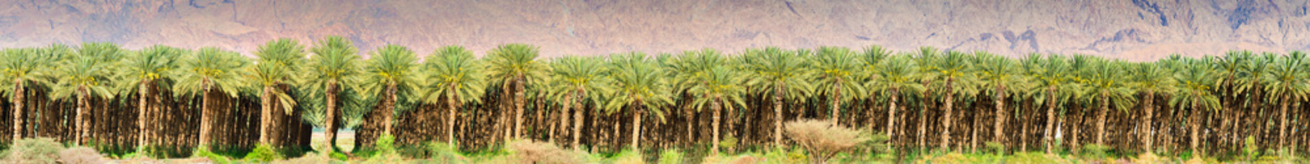 Panoramic view on plantation of date palms