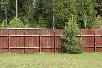 Сосна. © vubaz