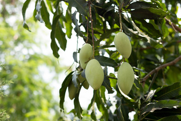 mango fruit on a mango tree