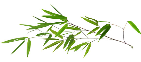 illustration with isolated long green bamboo branch