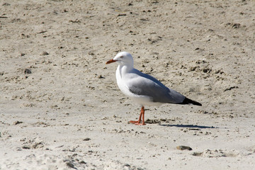 Möwe