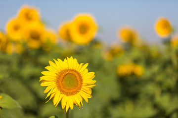Obraz premium Yellow sunflowers