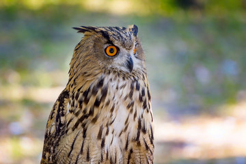 Brown eagle-owl with orange eyes in the garden