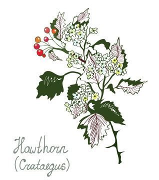 Howthorn or crataegus botany illustration for herbal medicine.