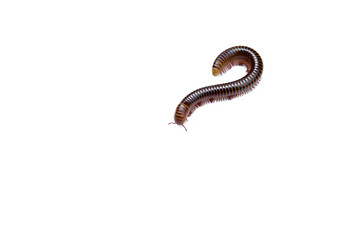 Siamese Millipede in isolated