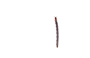 Siamese Millipede in isolated