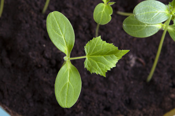 young shoots of cucumber close up