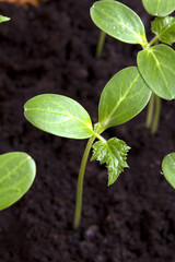 young shoots of cucumber close up