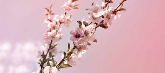 Horizontal banner Retro cherry blossom with young green leaves