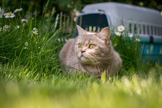 Lovely gray cat sitting on the grass near pet carrier in spring park sniffing fresh air