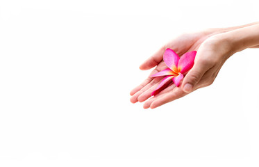 Fototapeta premium Spa concept Hands holding frangipani or Plumeria flower isolate