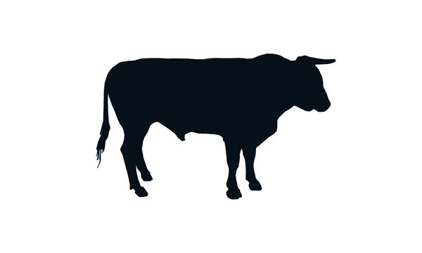 Profile of a bull. Ruminant mammal that is intended to goad