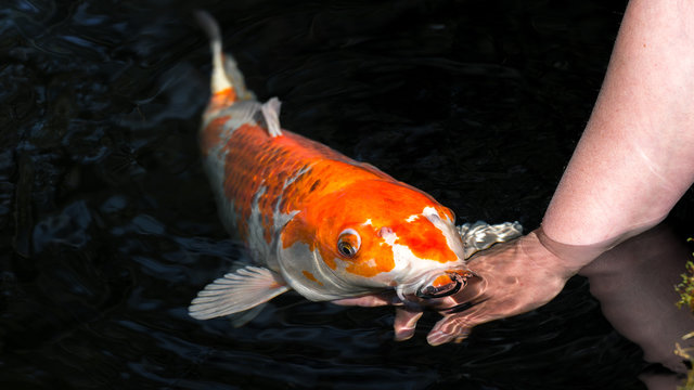 Japan Kois im Koiteich - Japanischer Koi im Gartenteich l&auml;sst sich ber&uuml;hren