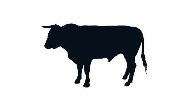 Profile of a bull. Ruminant mammal that is intended to goad