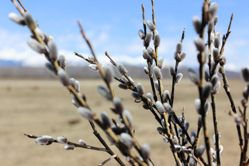 Pussy willow branch