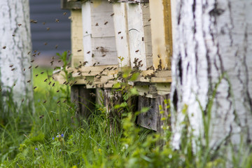 Bees and beehives
