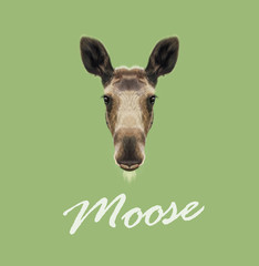 Vector Illustrated Portrait of Moose. Cute face of forest elk on green background.
