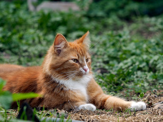 Naklejka na ściany i meble The big, red, fluffy cat. Nature, green grass, summer. Portrait of a luxury cat 