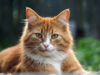The big, red, fluffy cat. Nature, green grass, summer. Portrait of a luxury cat 
